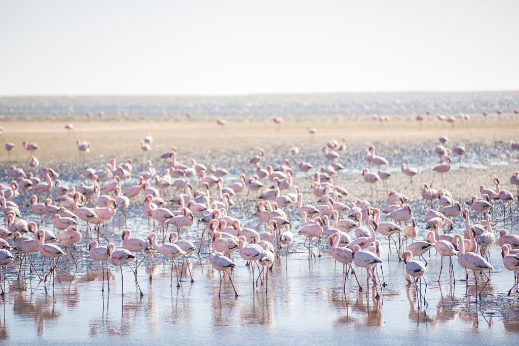 Flamingo Villas Boutique Hotel Walvis Bay Eksteriør billede