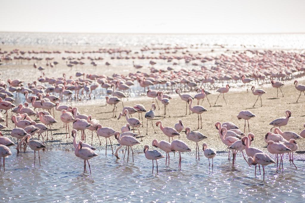 Flamingo Villas Boutique Hotel Walvis Bay Eksteriør billede